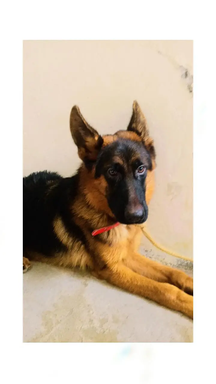 German shepherd pupp — photo 5