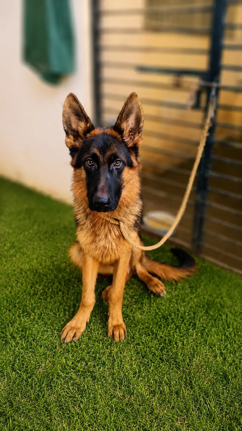 German shepherd pupp — photo 6
