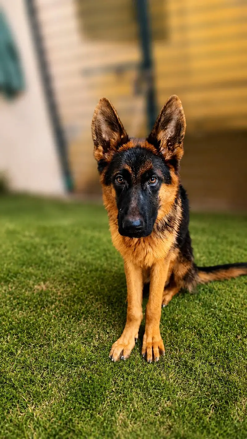 German shepherd pupp — photo 7