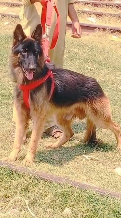 German shepherd long coat male  dog for sale