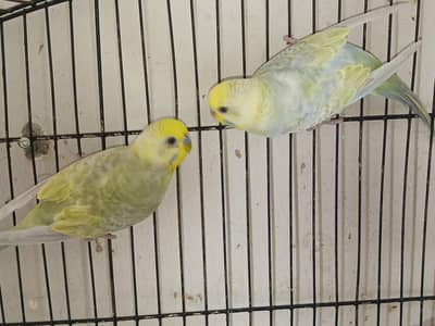 Rainbow Budgies For Sale