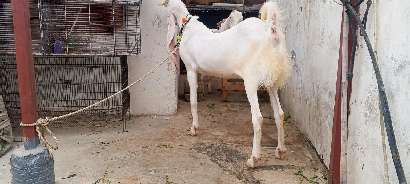 gulabi path 4 dant ablak — photo 3