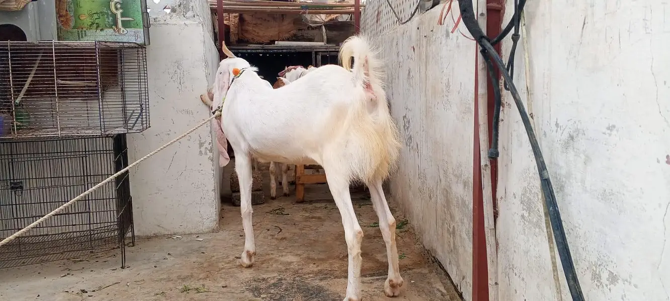 gulabi path 4 dant ablak — photo 6