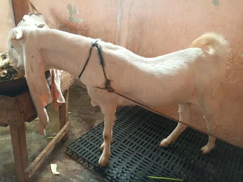 gulabi path 4 dant ablak — photo 7