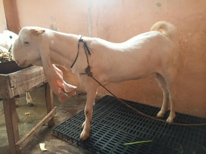 gulabi path 4 dant ablak — photo 8