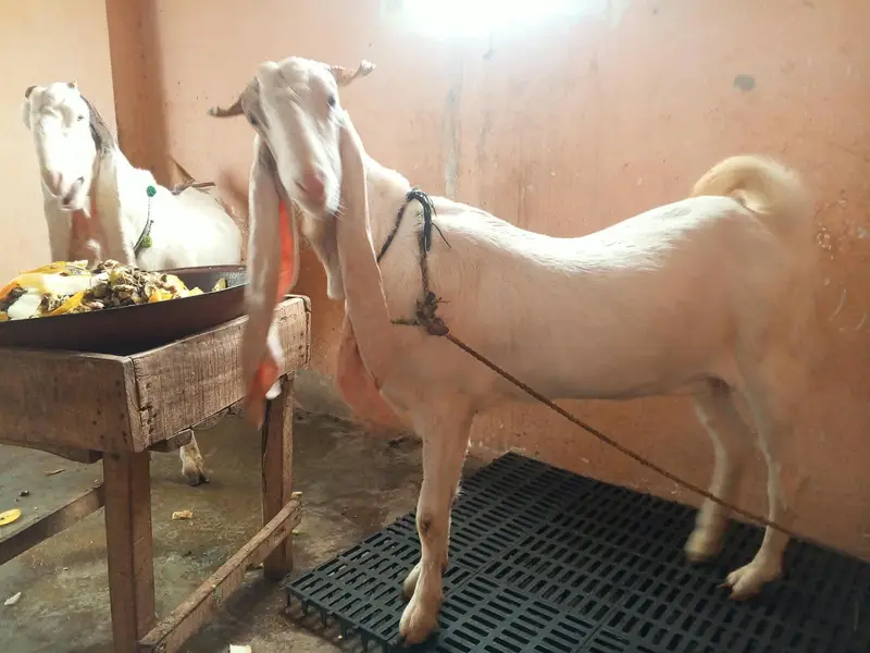 gulabi path 4 dant ablak — photo 9