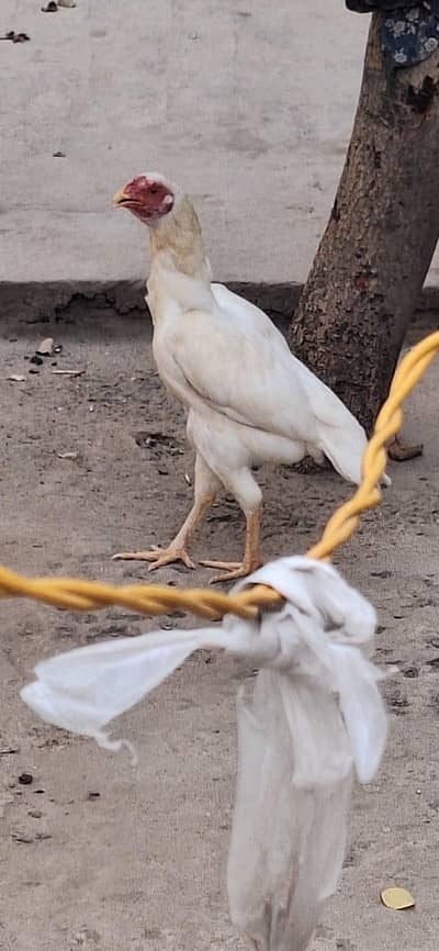 Heeri mazboot breeder female call what's app. 302.905. 2181)
