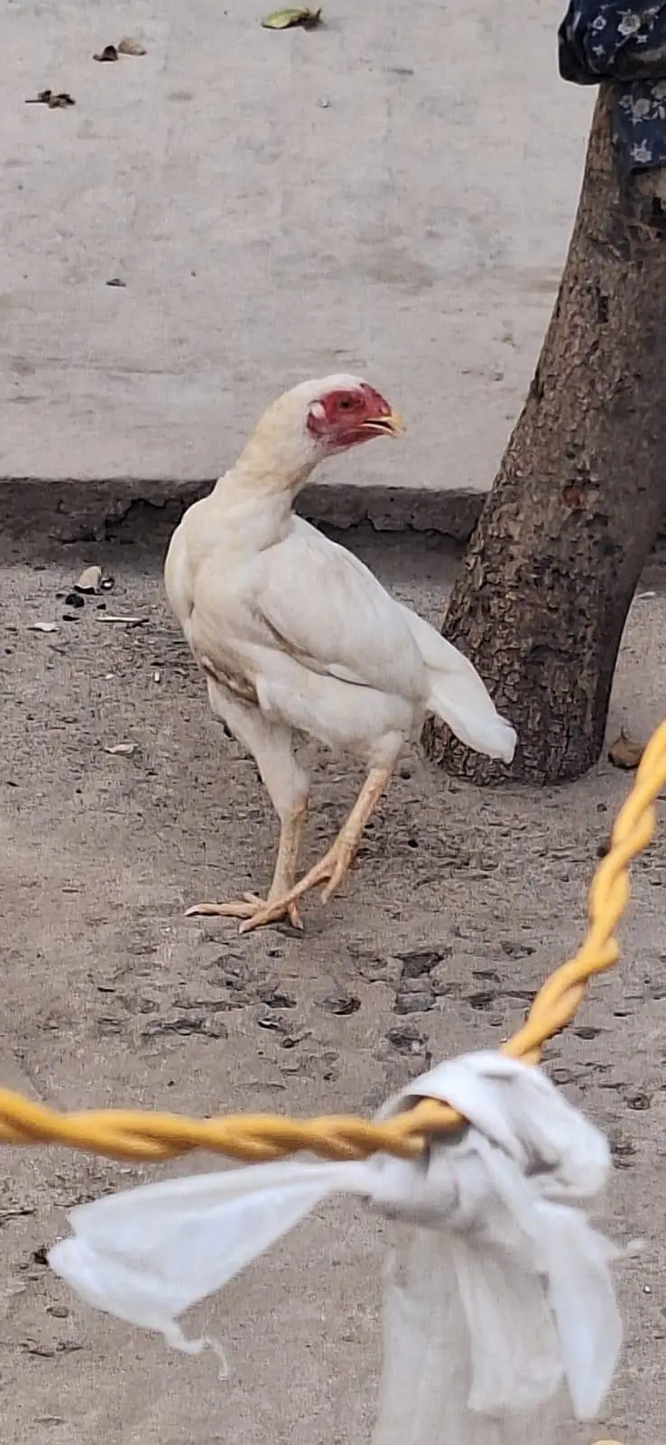 Heeri mazboot breeder female call what's app. 302.905. 2181) — photo 2