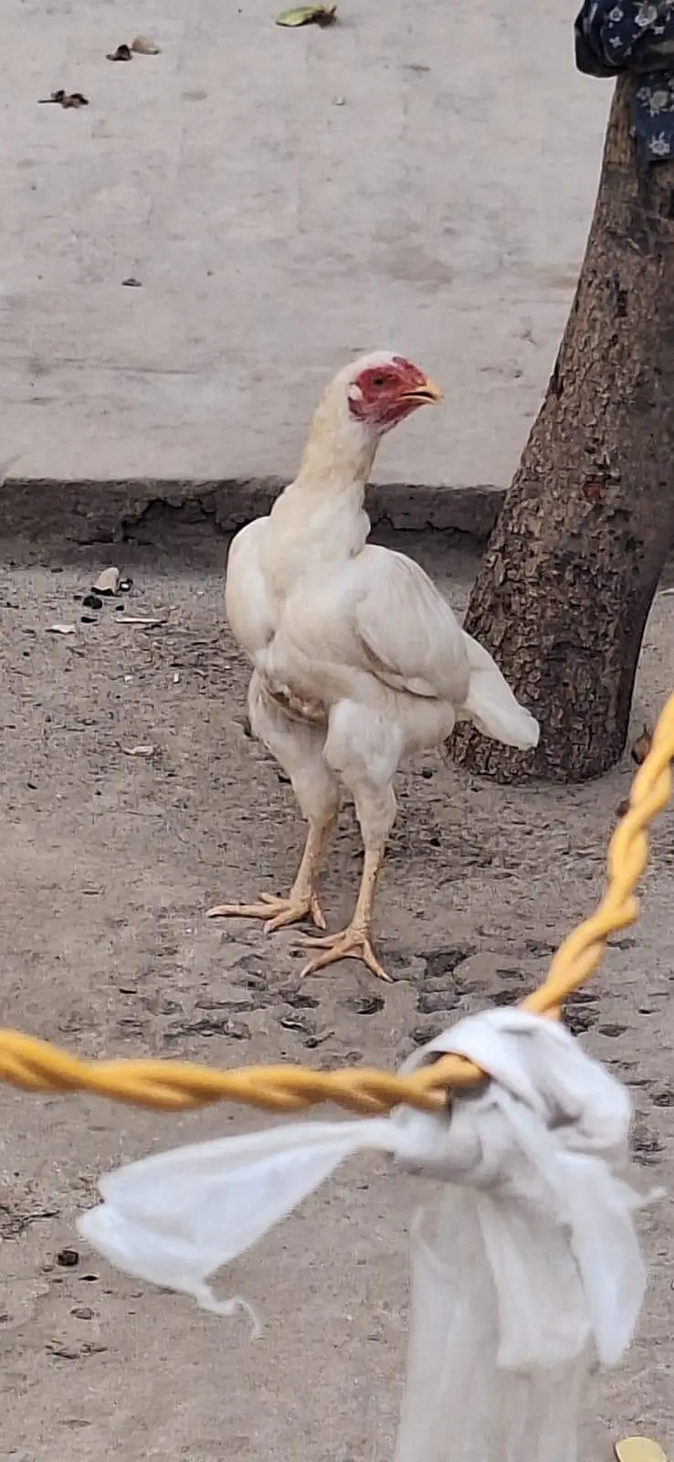 Heeri mazboot breeder female call what's app. 302.905. 2181) — photo 3