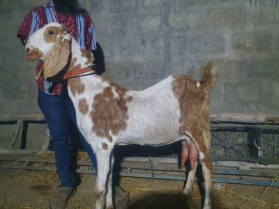 Giant Size Makkacheeni Cross Milking Goat