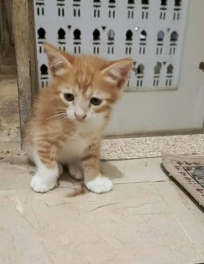 Semi Persian Kitten
