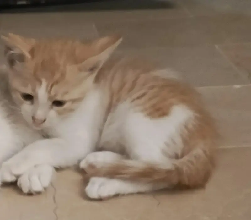 Semi Persian Kitten — photo 2