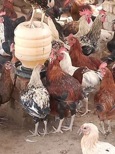  گولڈن مصری مرغے فروخت کے لیے دستیاب ہیں    تعداد: 300 عدد  وز