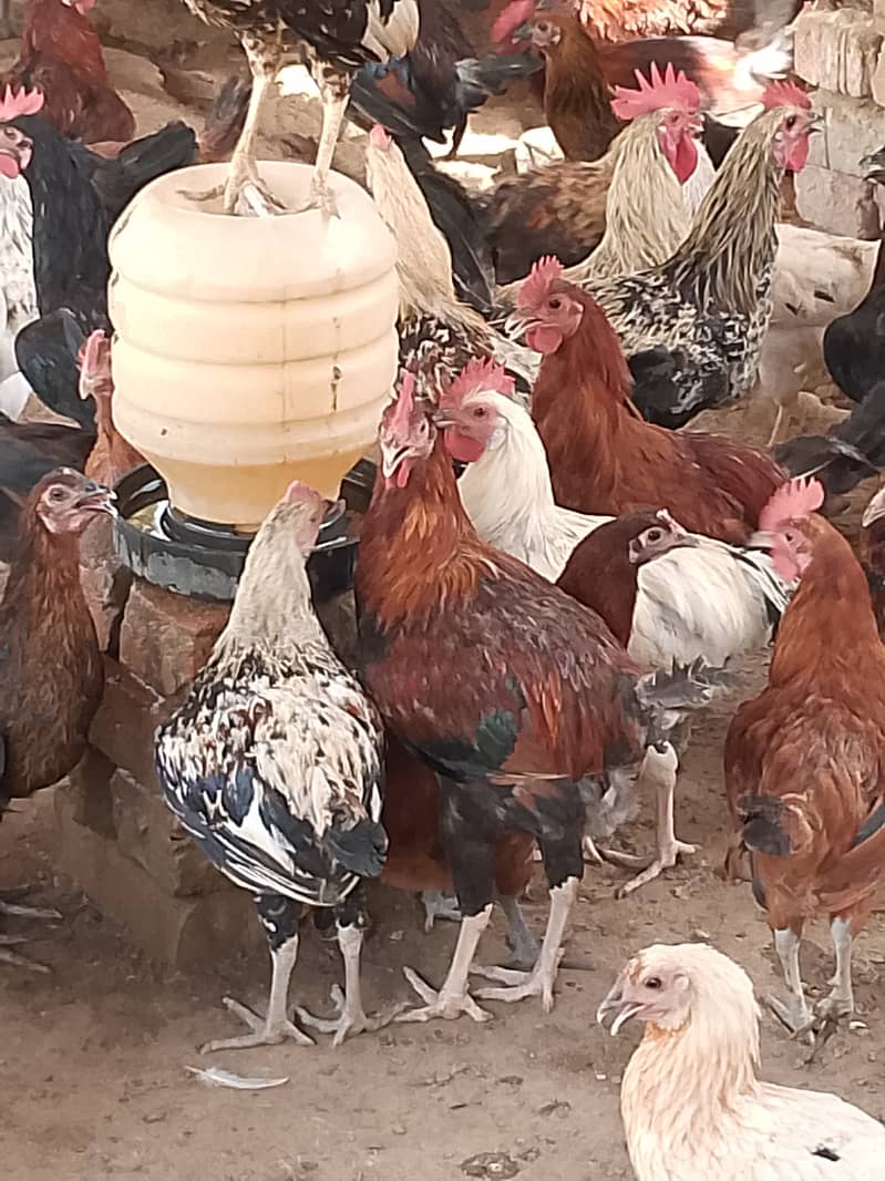  گولڈن مصری مرغے فروخت کے لیے دستیاب ہیں    تعداد: 300 عدد  وز 0