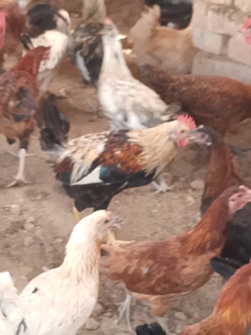  گولڈن مصری مرغے فروخت کے لیے دستیاب ہیں    تعداد: 300 عدد  وز 1