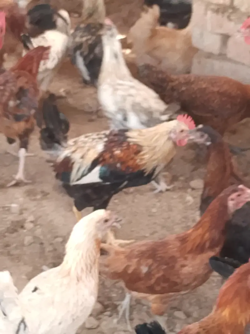  گولڈن مصری مرغے فروخت کے لیے دستیاب ہیں    تعداد: 300 عدد  وز — photo 2