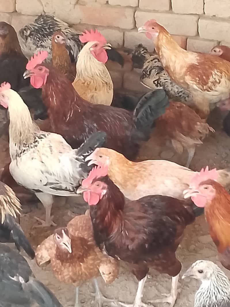  گولڈن مصری مرغے فروخت کے لیے دستیاب ہیں    تعداد: 300 عدد  وز 2