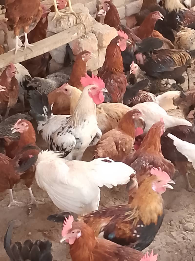  گولڈن مصری مرغے فروخت کے لیے دستیاب ہیں    تعداد: 300 عدد  وز 3