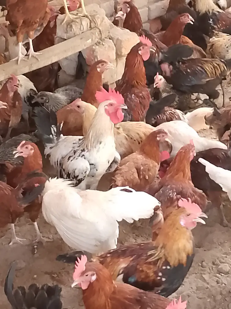  گولڈن مصری مرغے فروخت کے لیے دستیاب ہیں    تعداد: 300 عدد  وز — photo 4