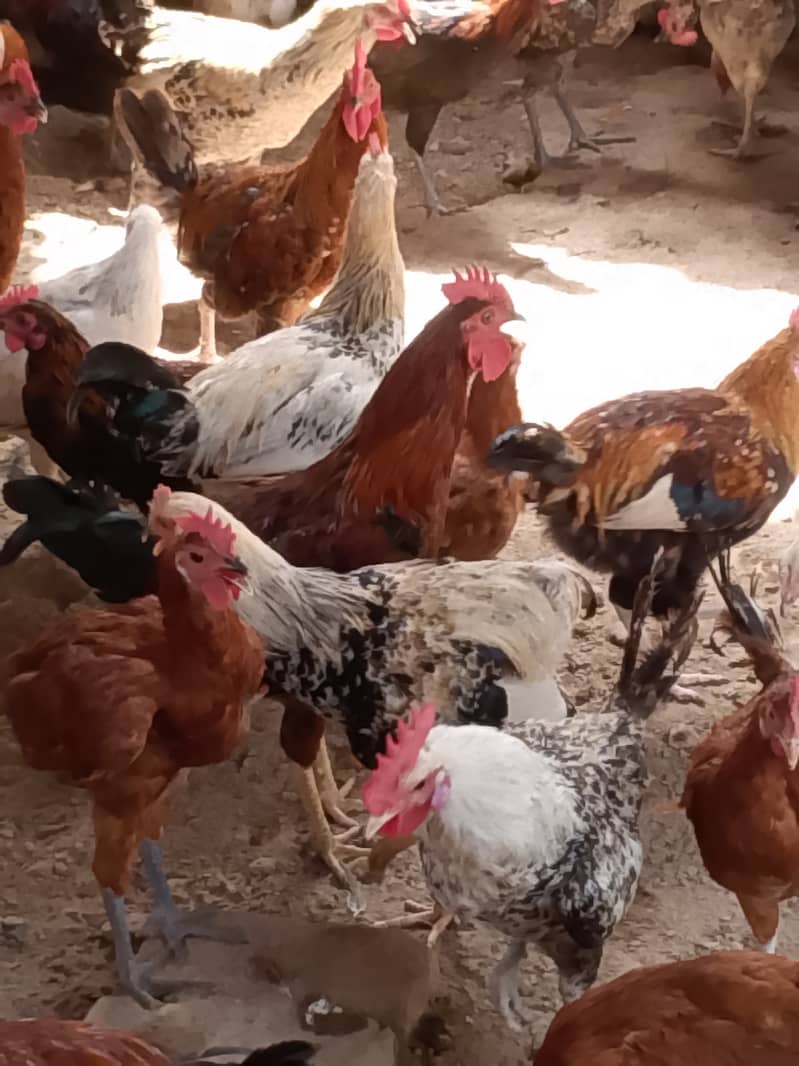  گولڈن مصری مرغے فروخت کے لیے دستیاب ہیں    تعداد: 300 عدد  وز 4