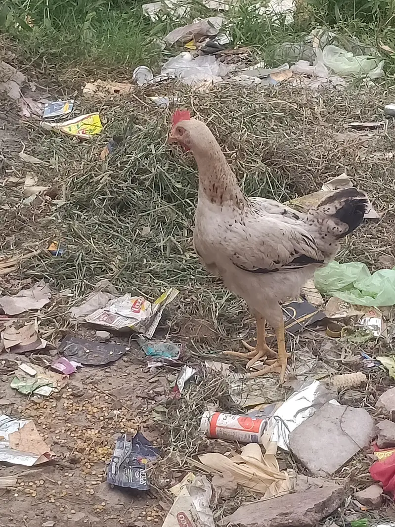 Golden misri — photo 4