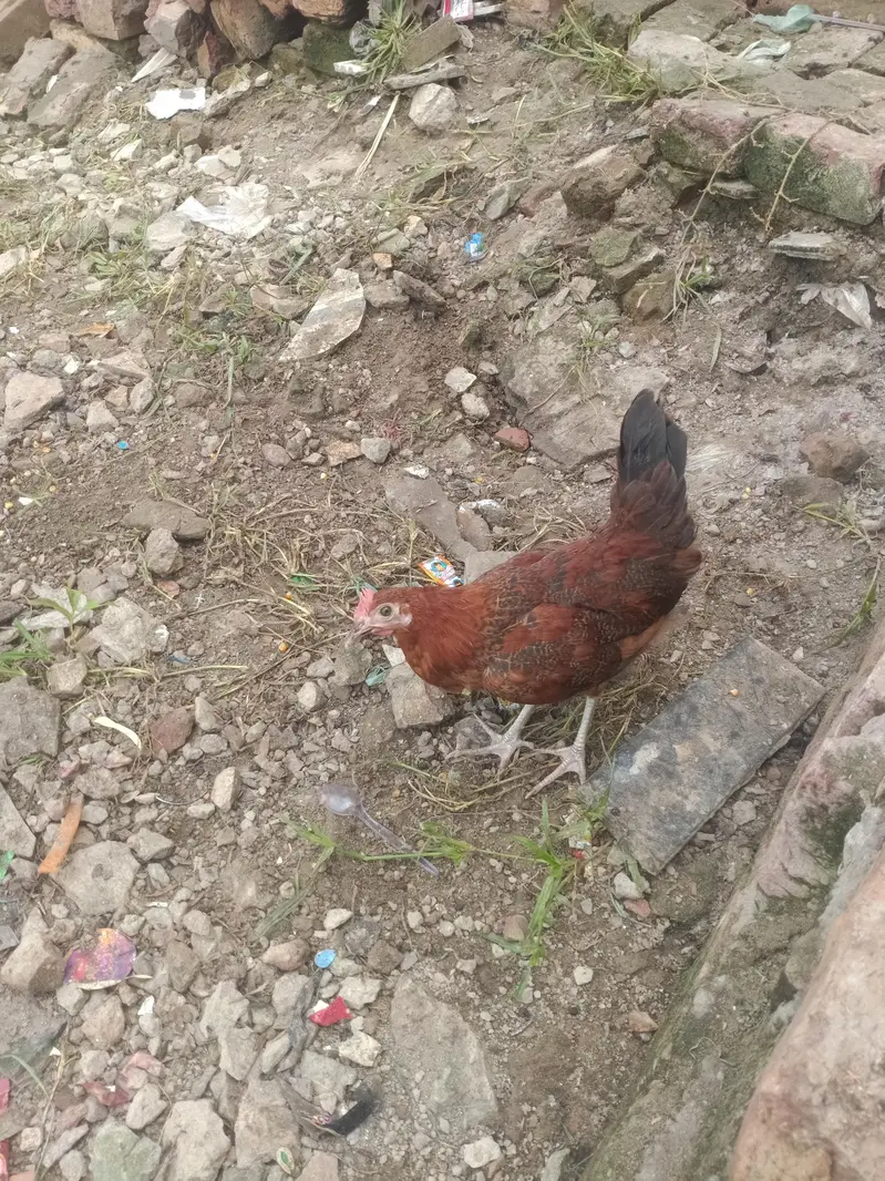 Golden misri — photo 5
