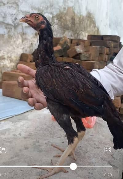 PURE ASEEL BREED URGENT SALE