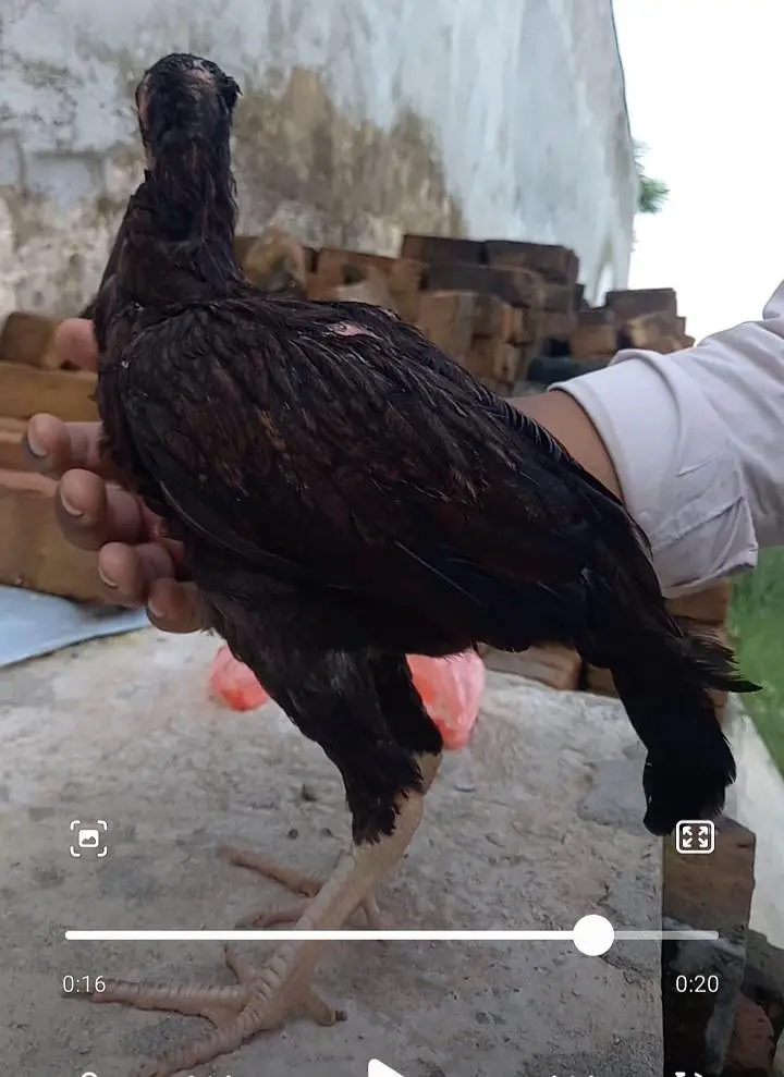 PURE ASEEL BREED URGENT SALE — photo 3