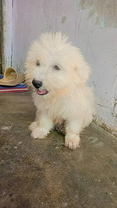 shitzu baby White color