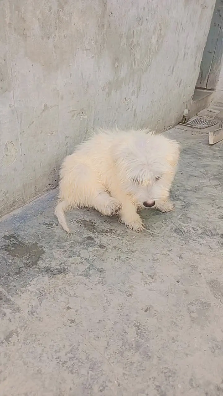 shitzu baby White color — photo 2