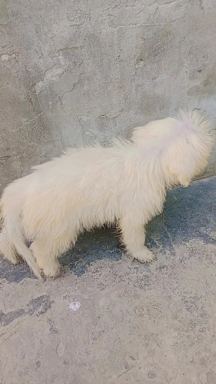 shitzu baby White color — photo 3