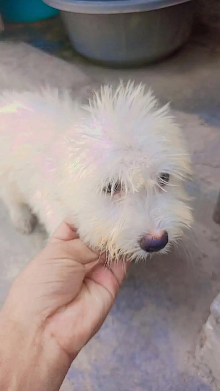 shitzu baby White color — photo 4