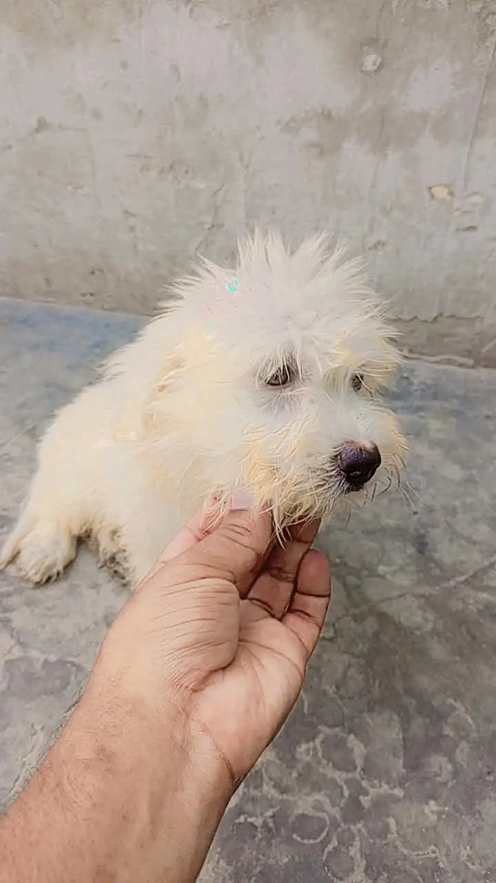 shitzu baby White color — photo 5