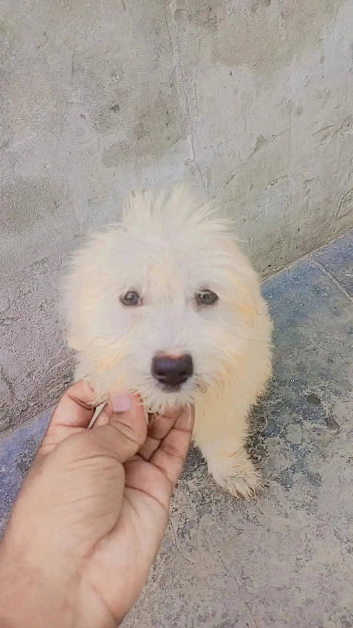 shitzu baby White color — photo 6