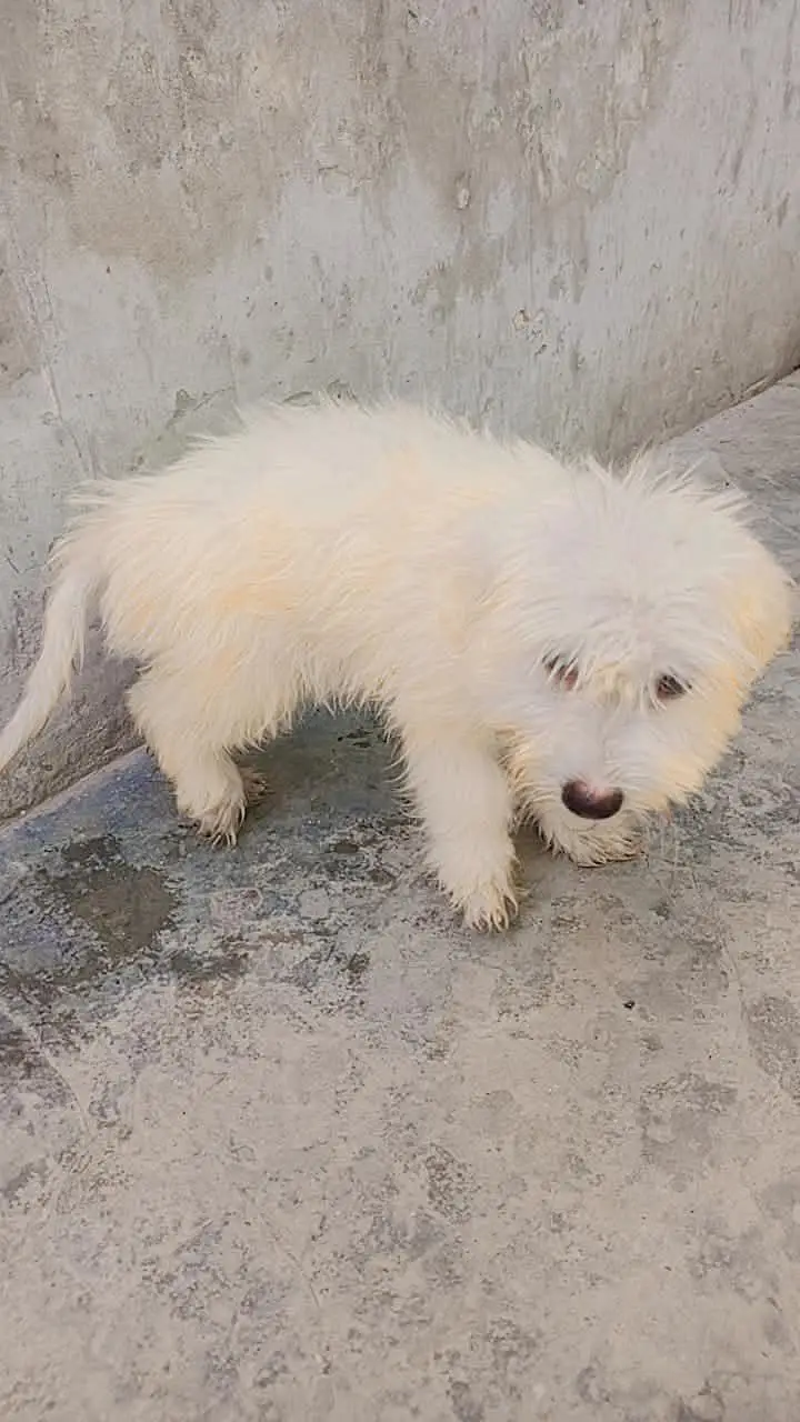 shitzu baby White color — photo 7