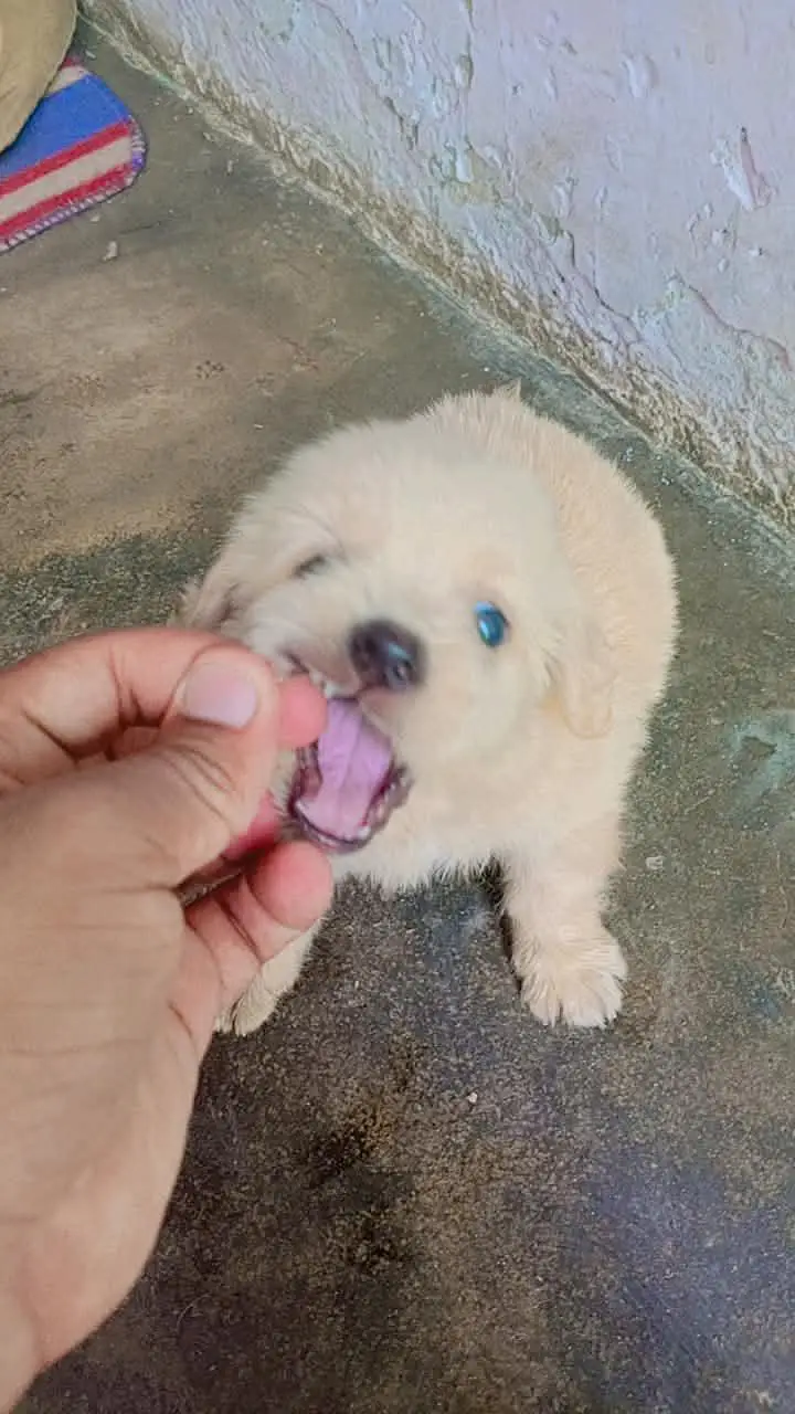 shitzu baby White color — photo 8