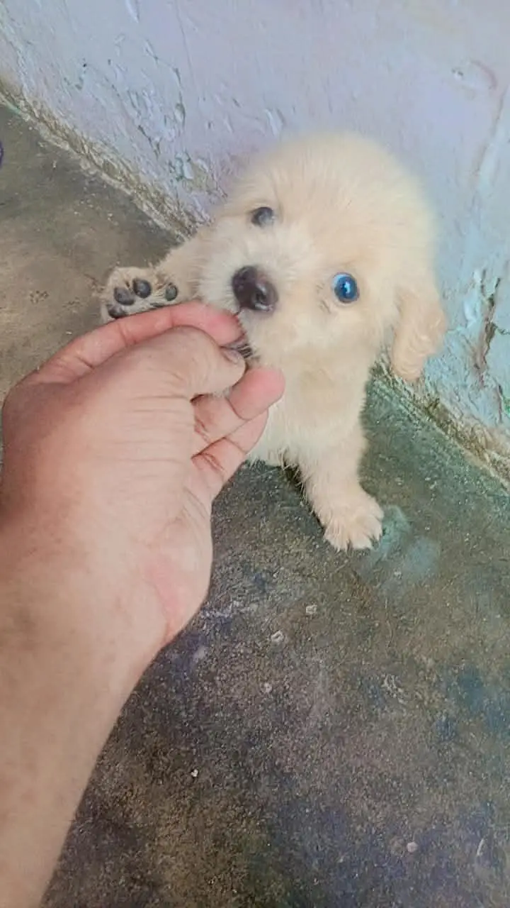 shitzu baby White color — photo 9