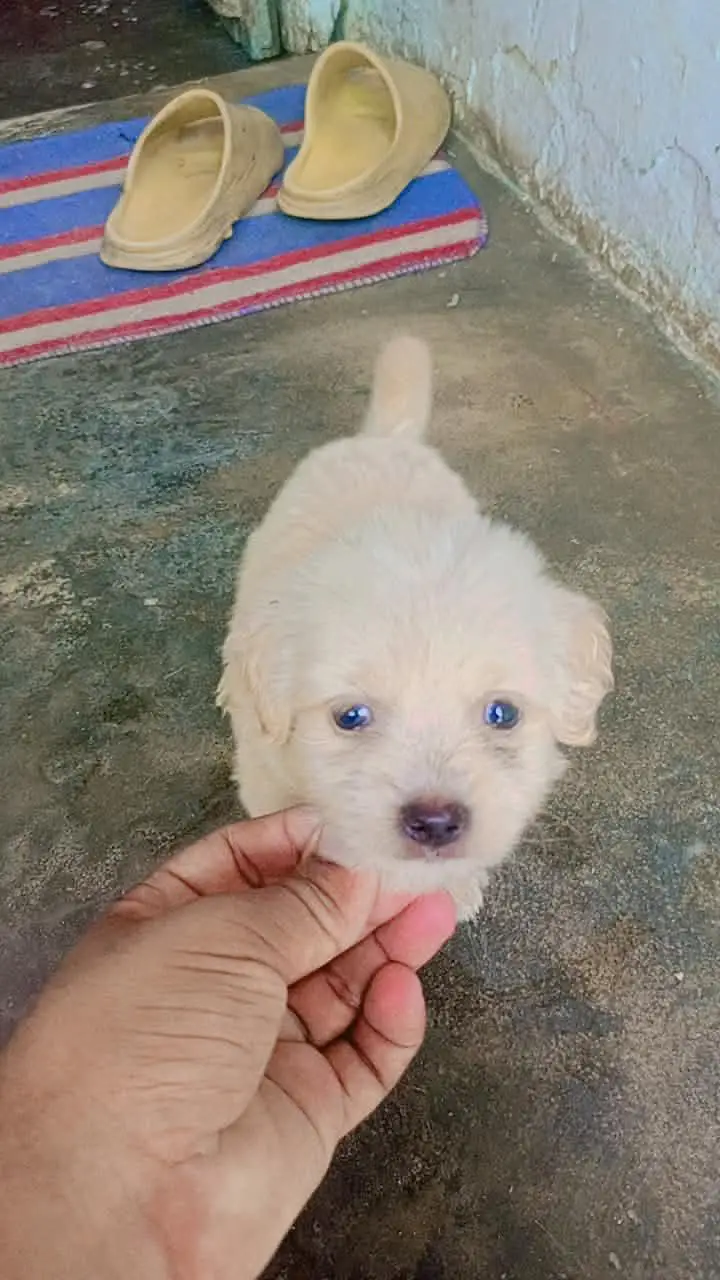 shitzu baby White color — photo 10
