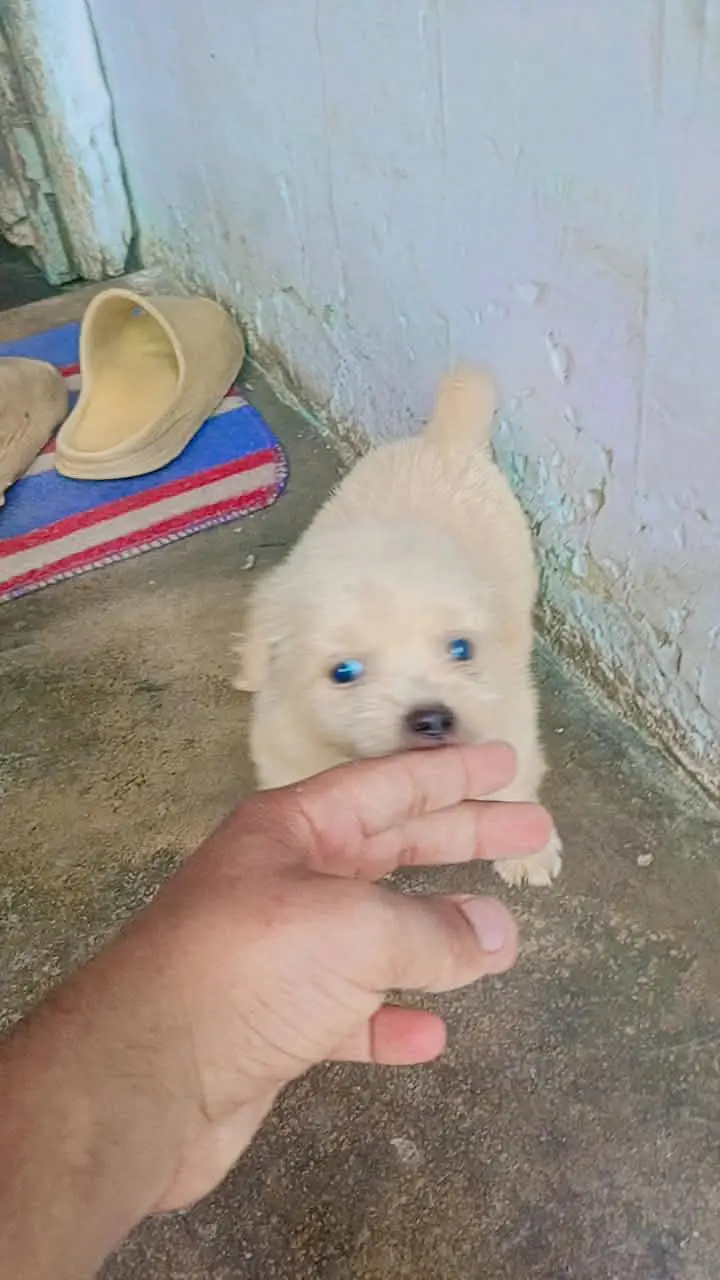 shitzu baby White color — photo 11