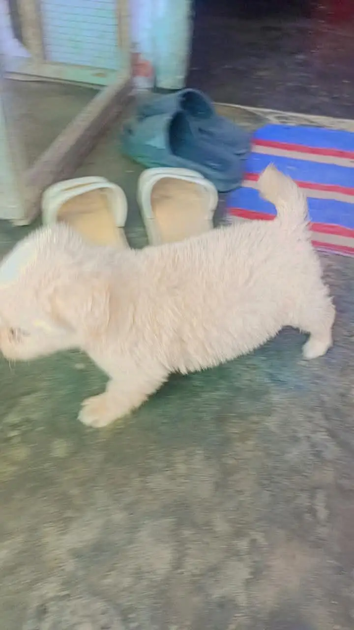 shitzu baby White color — photo 12