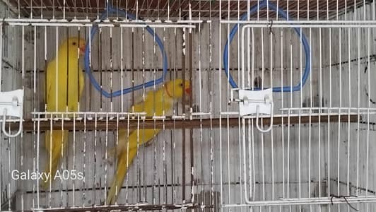 Yellow Ring Neck pair
