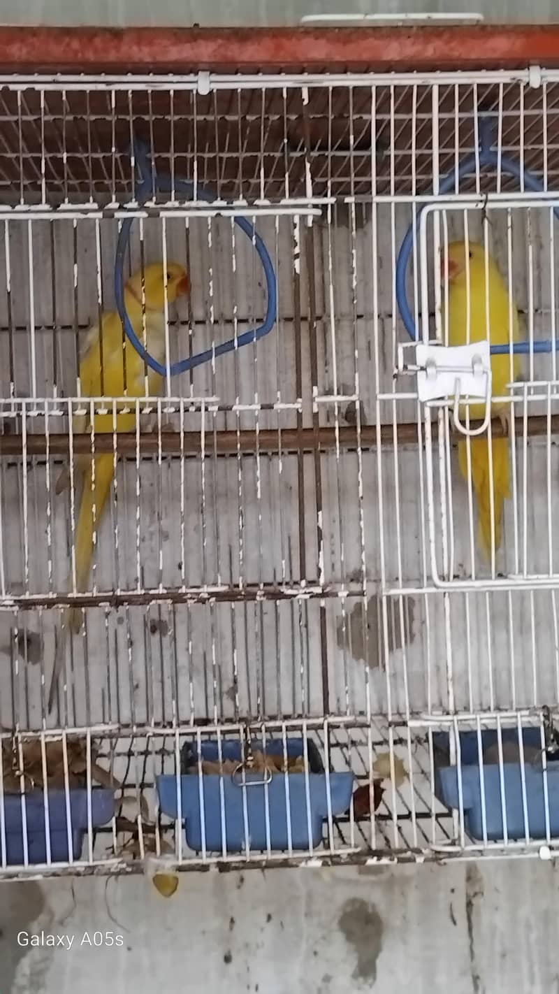 Yellow Ring Neck pair 1