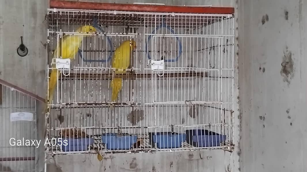 Yellow Ring Neck pair 2