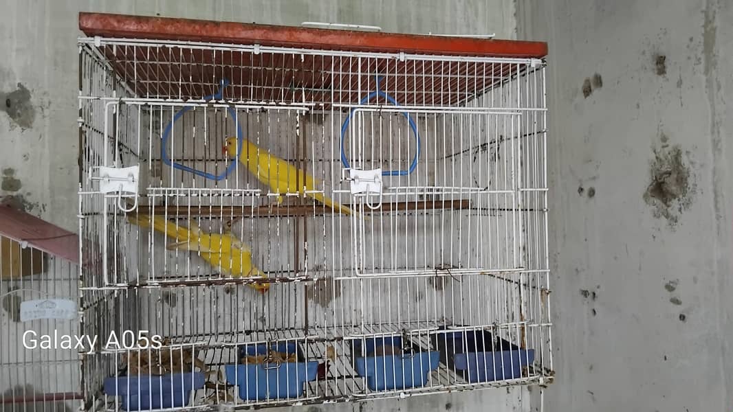 Yellow Ring Neck pair 3