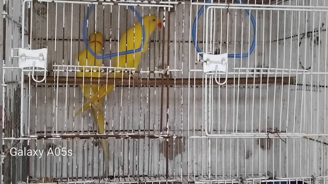 Yellow Ring Neck pair 4