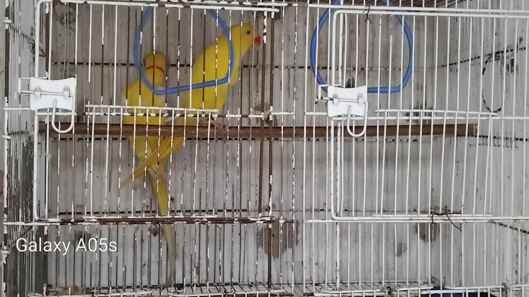 Yellow Ring Neck pair — photo 5