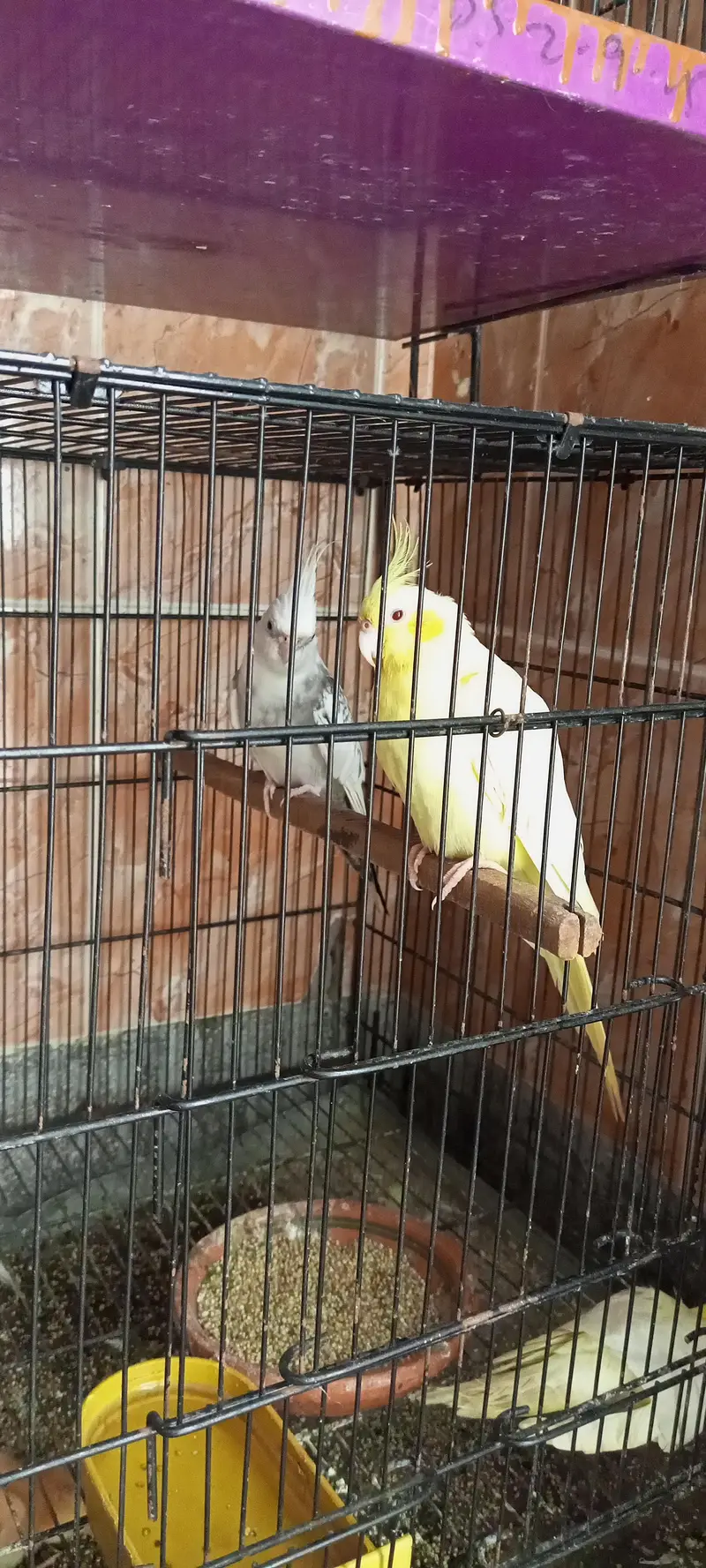 3 breader pair  1 Eno male — photo 3