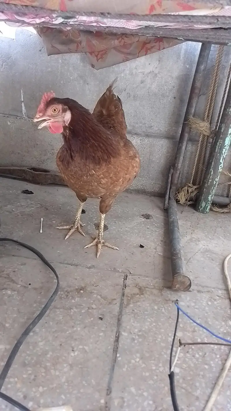 Dasi murgi for sale — photo 2