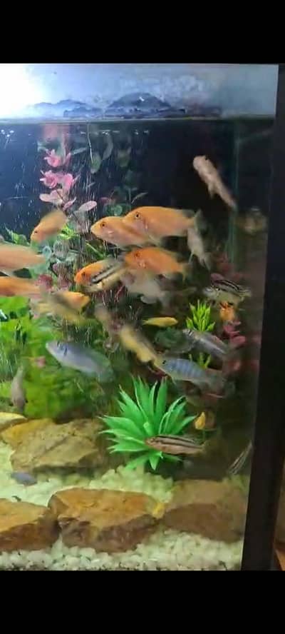 babies and Oscar fish. available