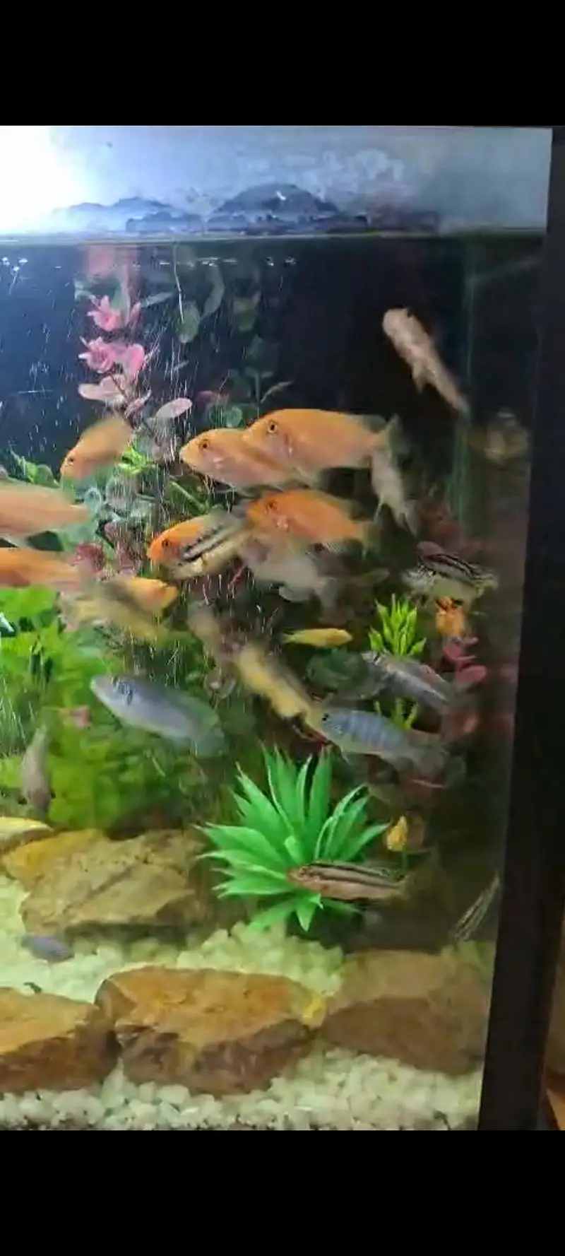 babies and Oscar fish. available